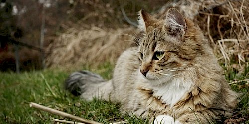 Cat lying on grass