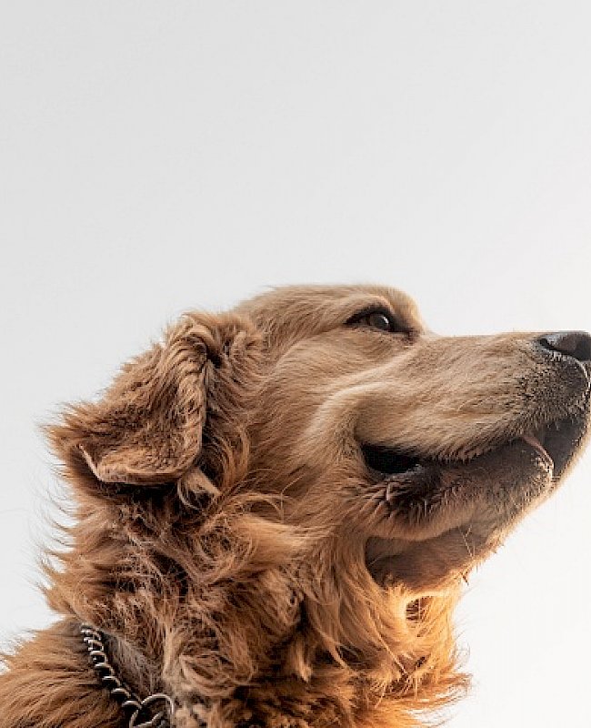 Golden Retriever looking into the distance